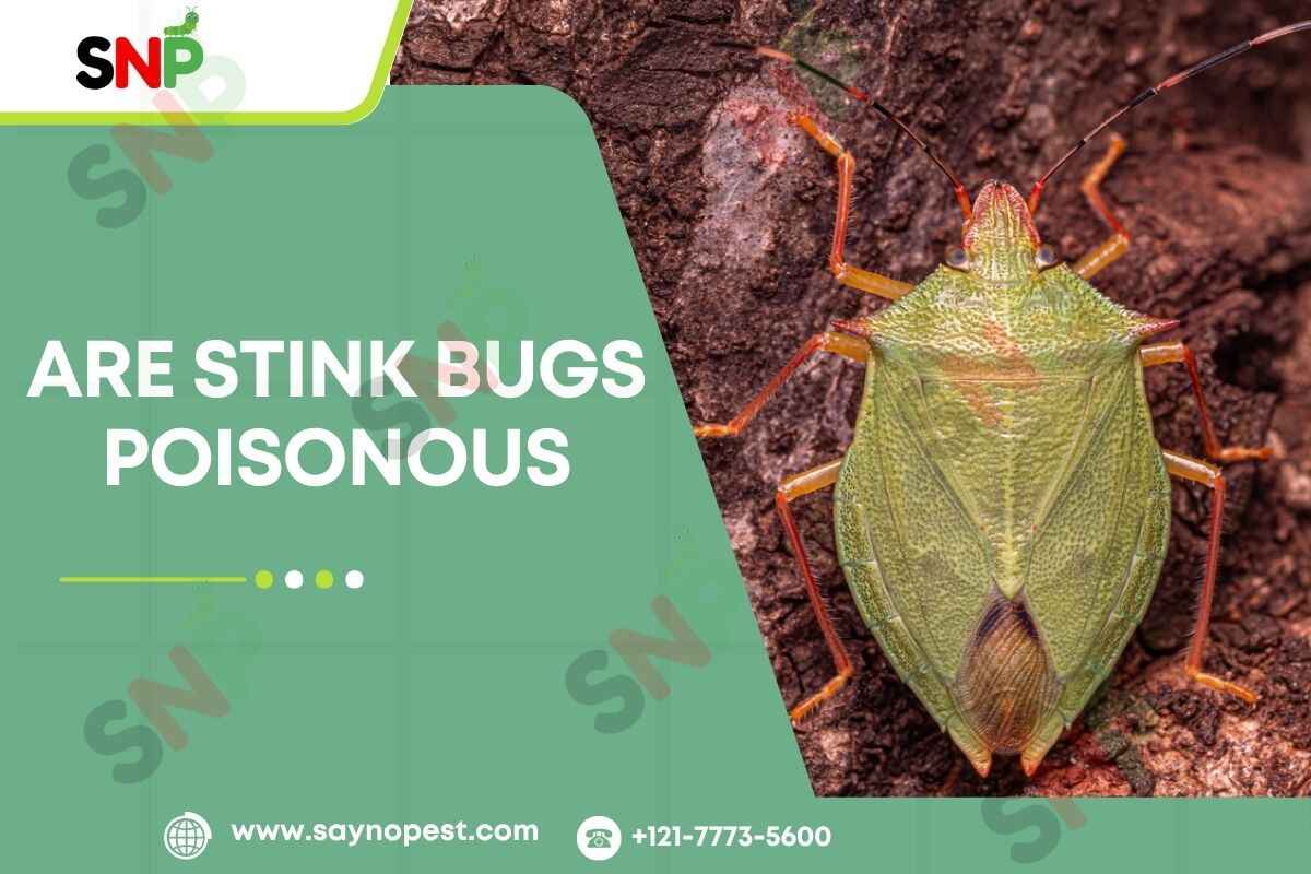 Are Stink Bugs Poisonous?
