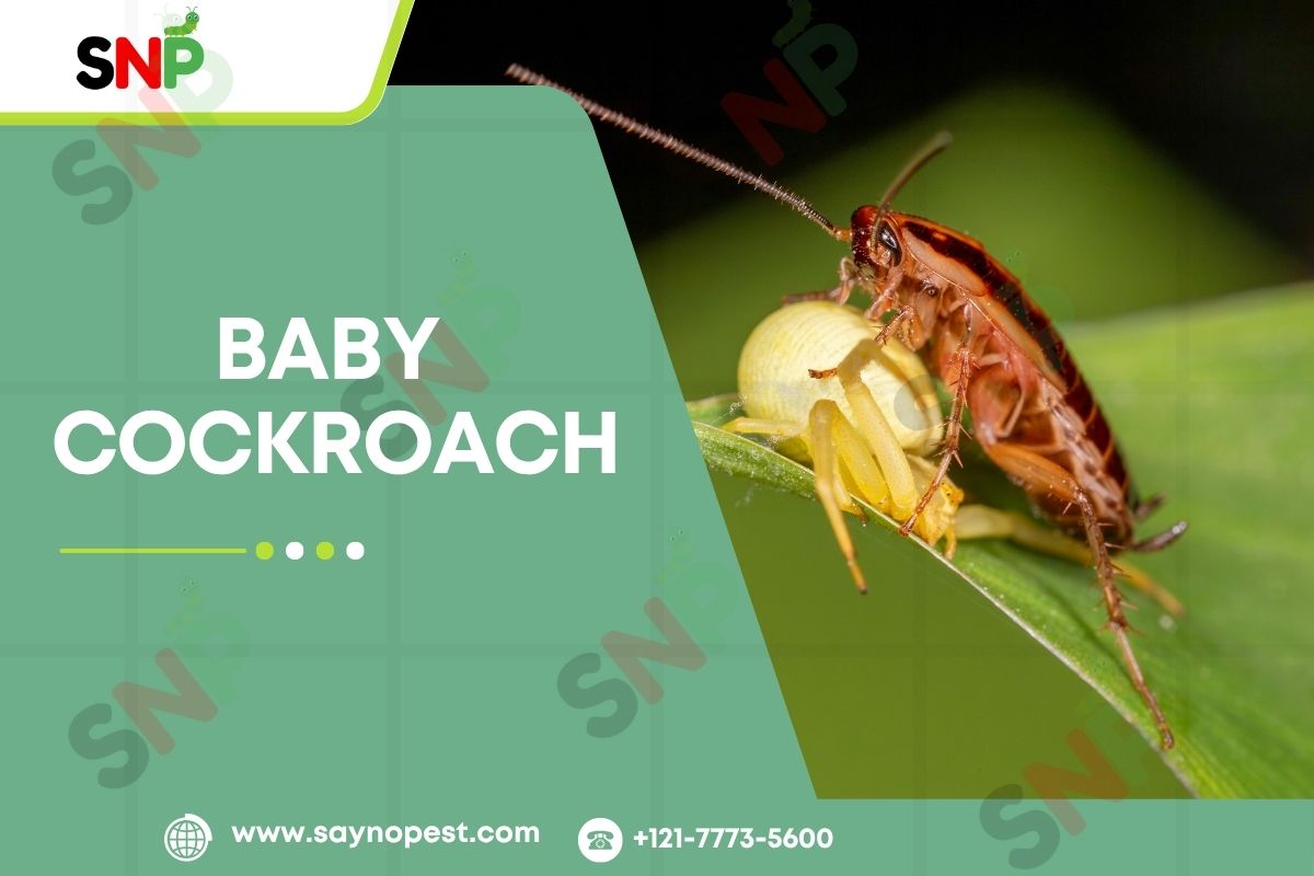Baby Cockroach: What Every American Homeowner Should Know