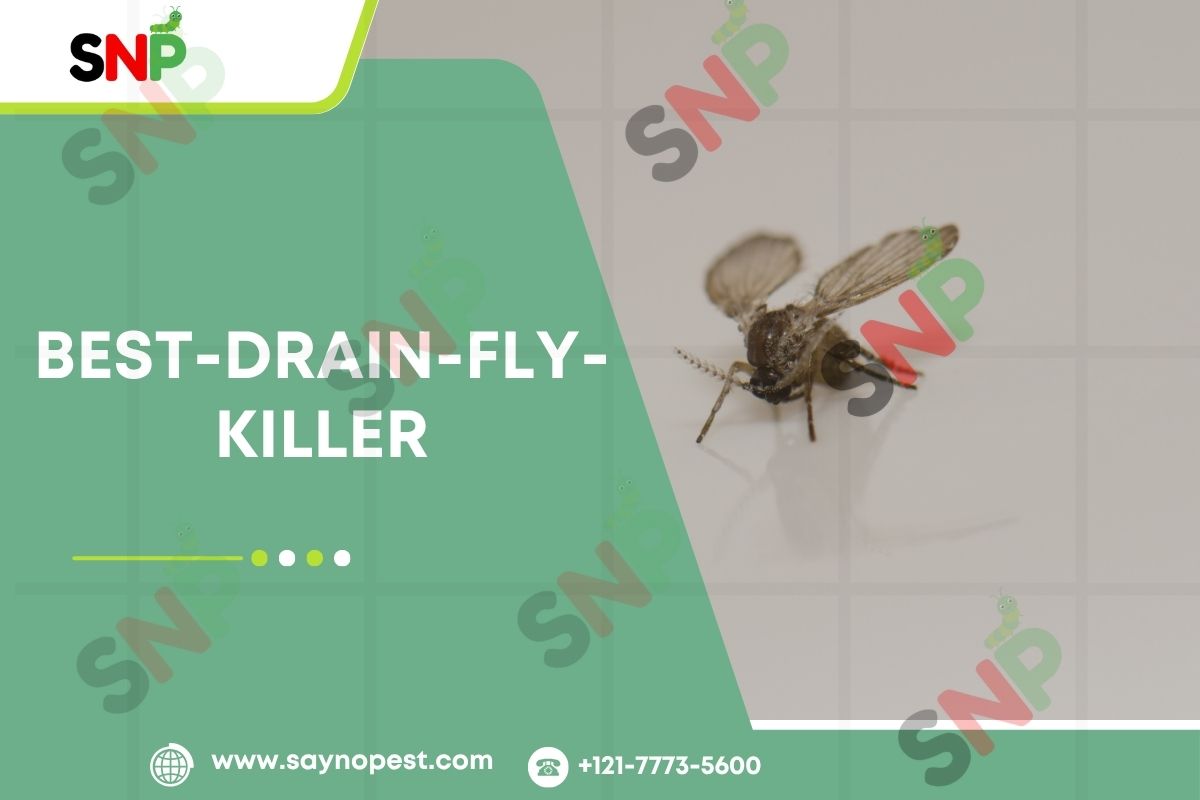 Best Drain Fly Killer: An Guide for American Households