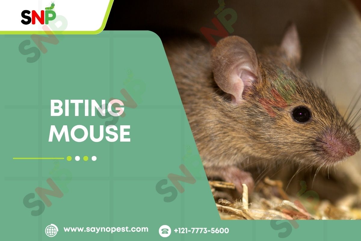 Biting Mouse: Everything You Need to Know About Mouse Bites