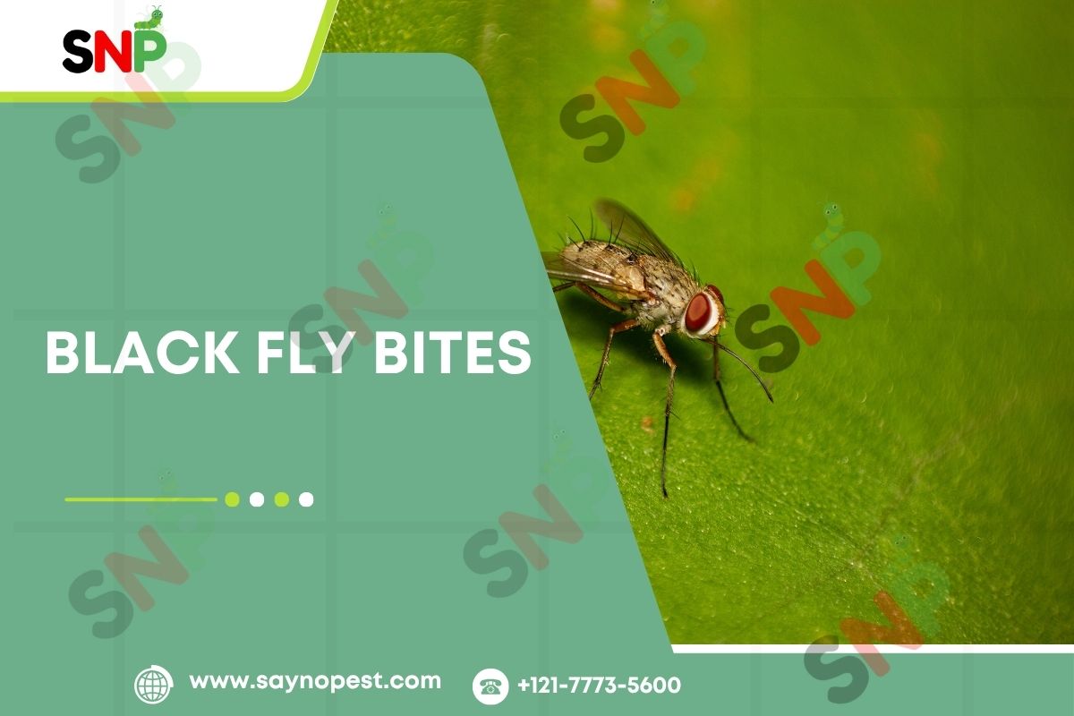 Black Fly Bites: All You Ever Wanted to Know