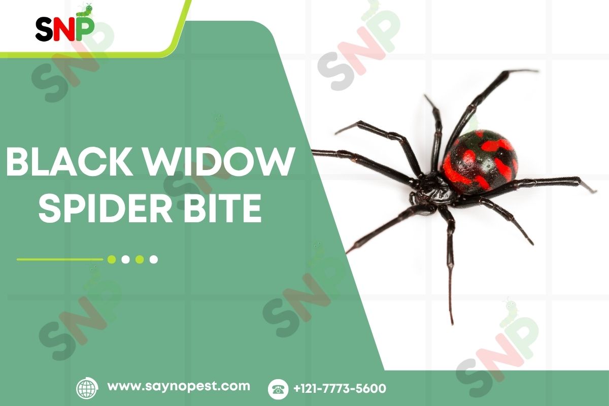 Black-Widow-Spider-Bite