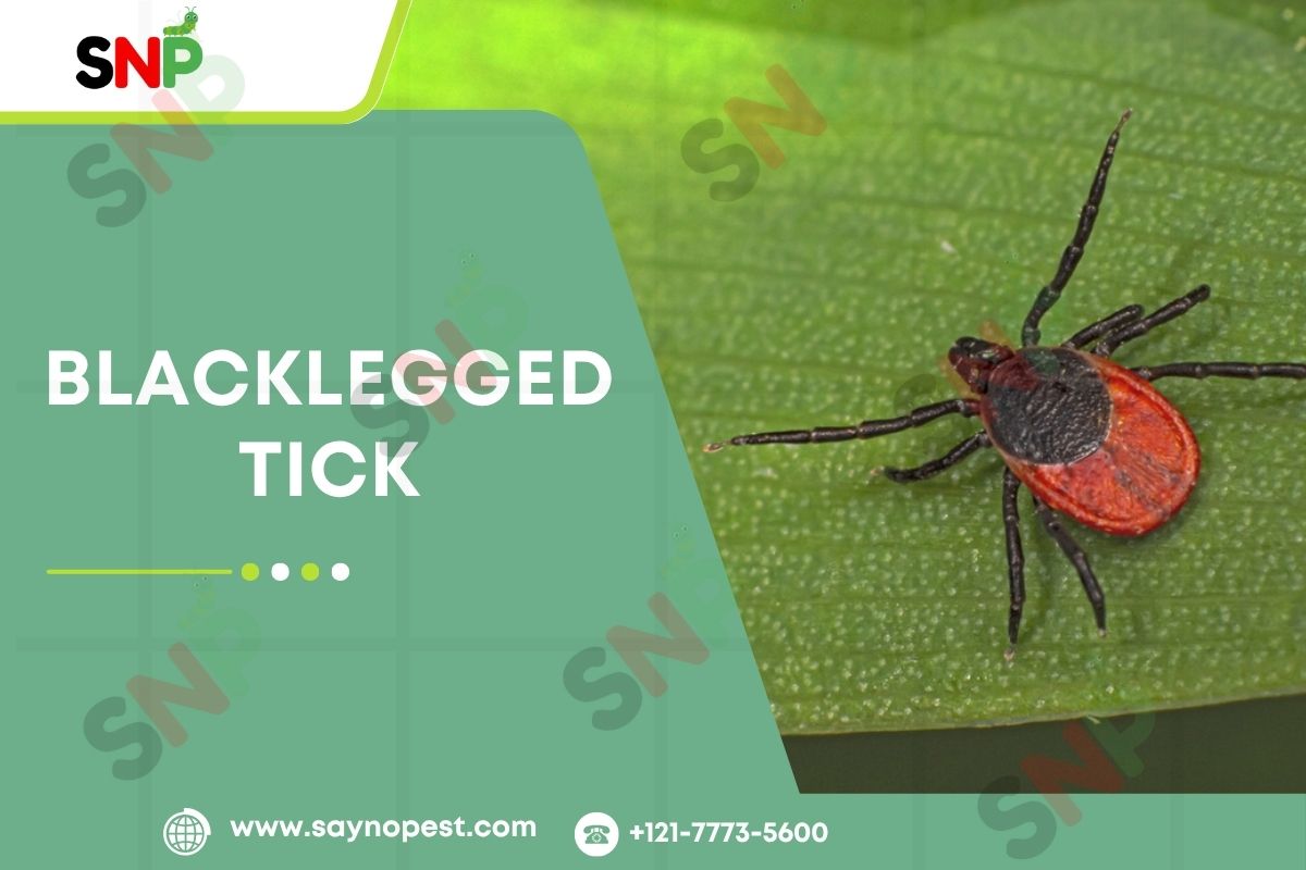 Blacklegged Tick: What Every American Needs to Know