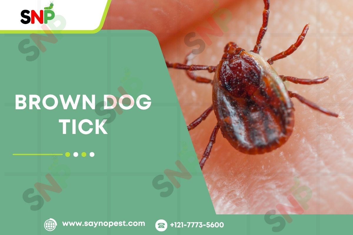 Understanding the Brown Dog Tick