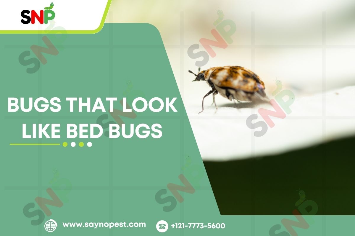Bugs That Look Like Bed Bugs: Strange Facts!