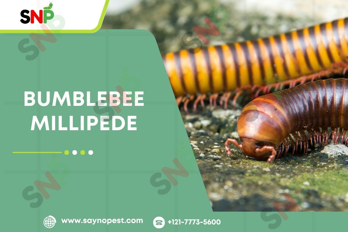 Bumblebee Millipede: The Complete Guide for American Homes