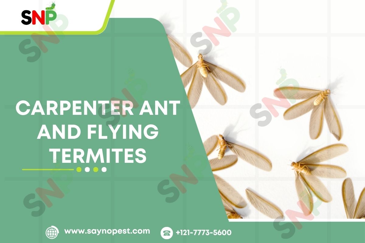 Carpenter Ant and Flying Termites