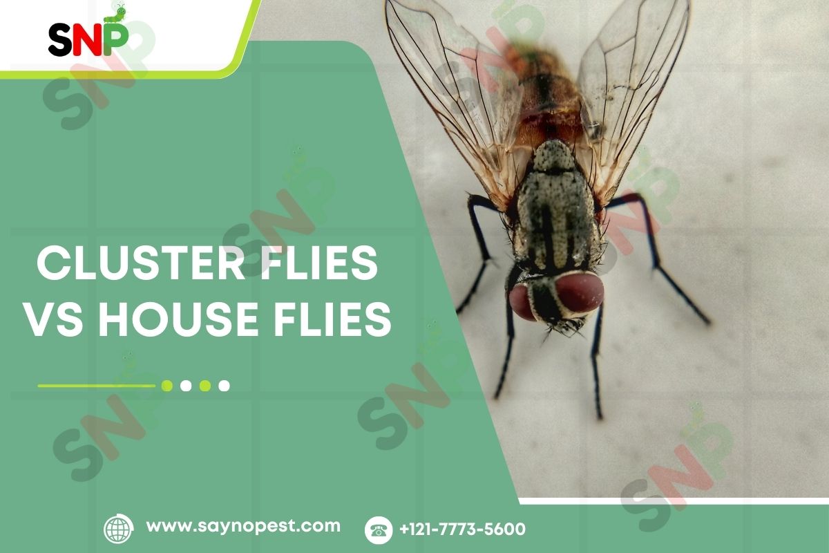 Cluster Flies vs House Flies: How to Identify and Control These Common Pests