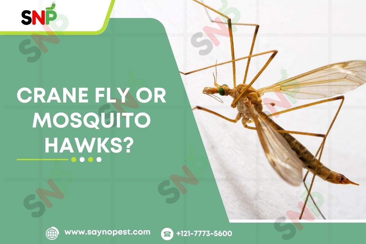 Crane Fly or Mosquito Hawks? Debunking the Biggest Confusion