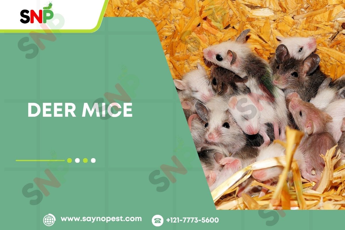 Deer Mice: Guide for America’s Homeowners