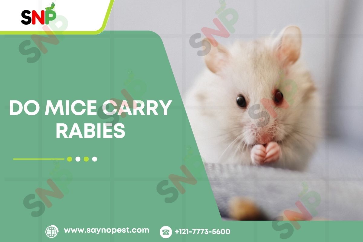 Do Mice Carry Rabies? Understanding the Risks and Facts