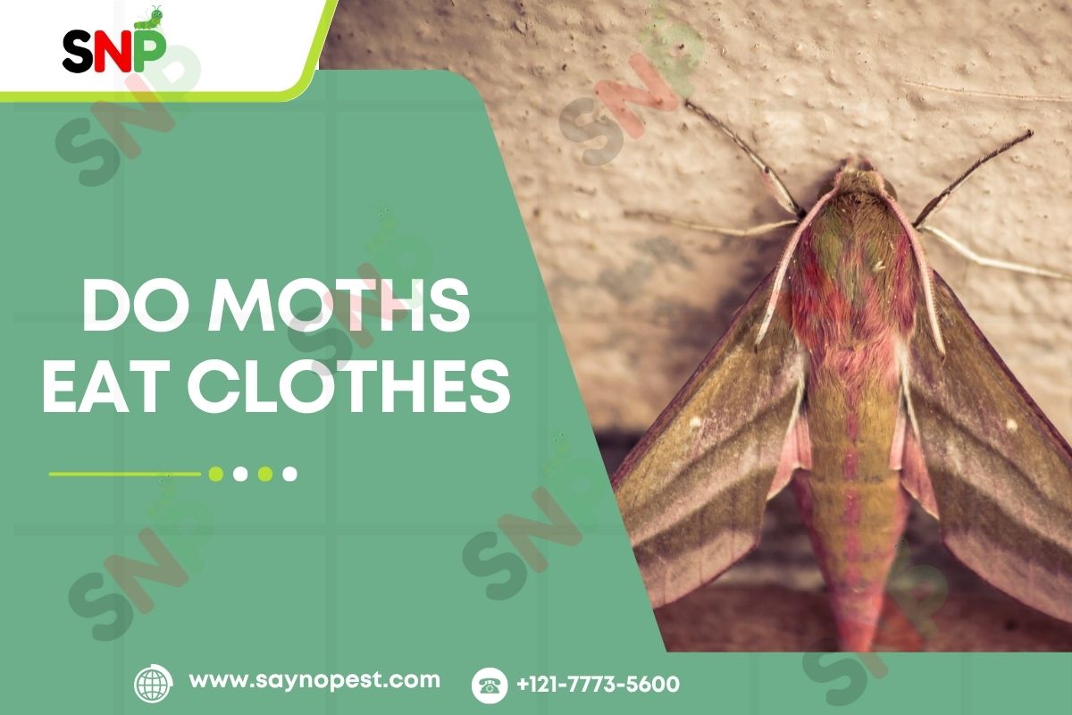 Do-Moths-Eat-Clothes