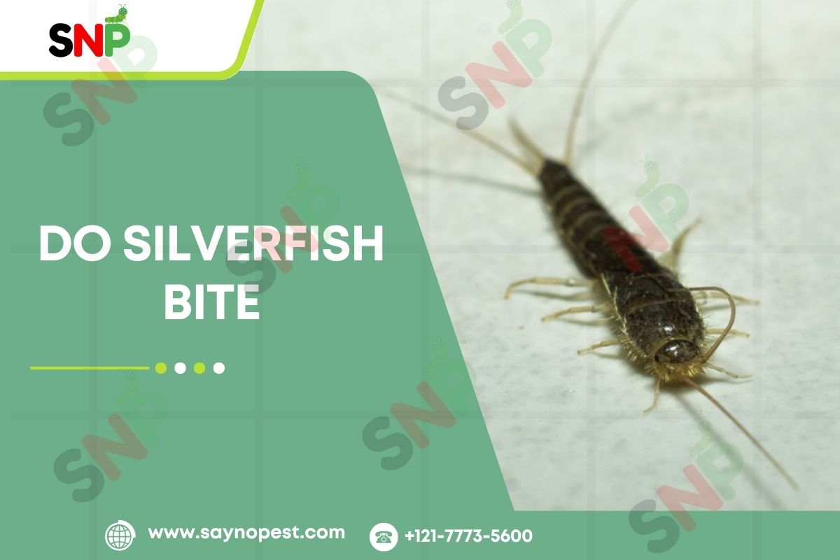 Do-Silverfish-Bite