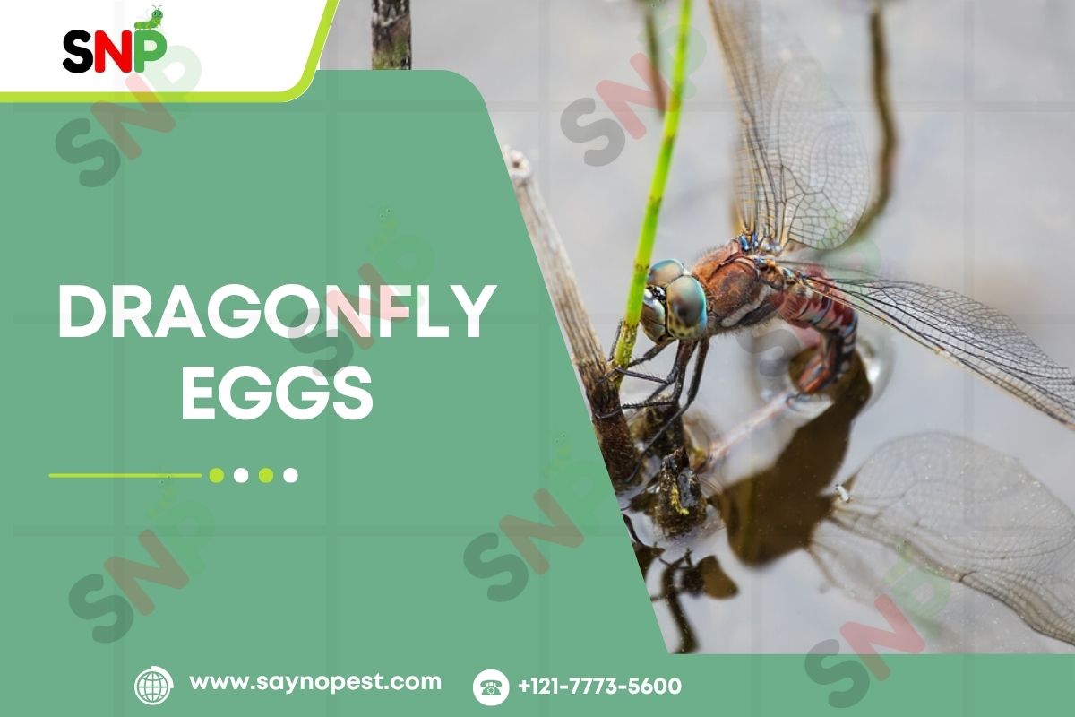 Dragonfly-Eggs