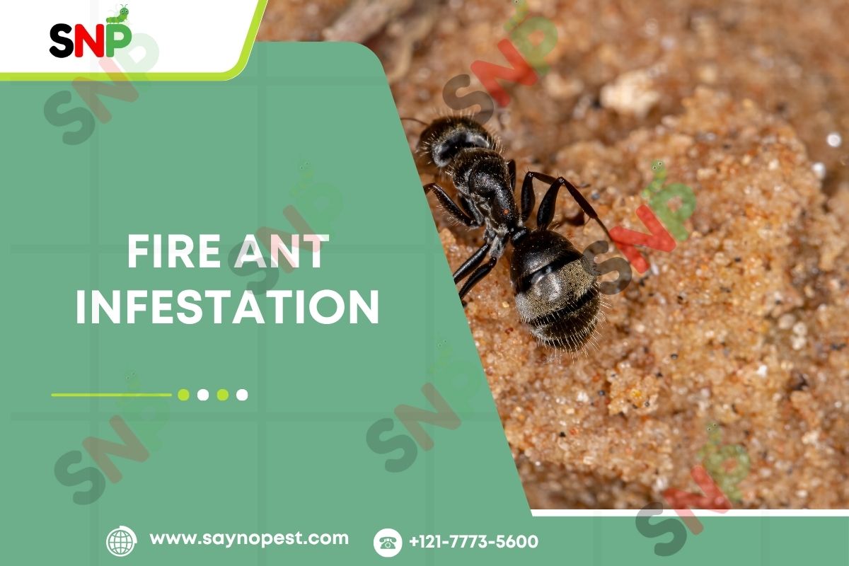The Complete Guide to Fire Ant Infestation across the United States