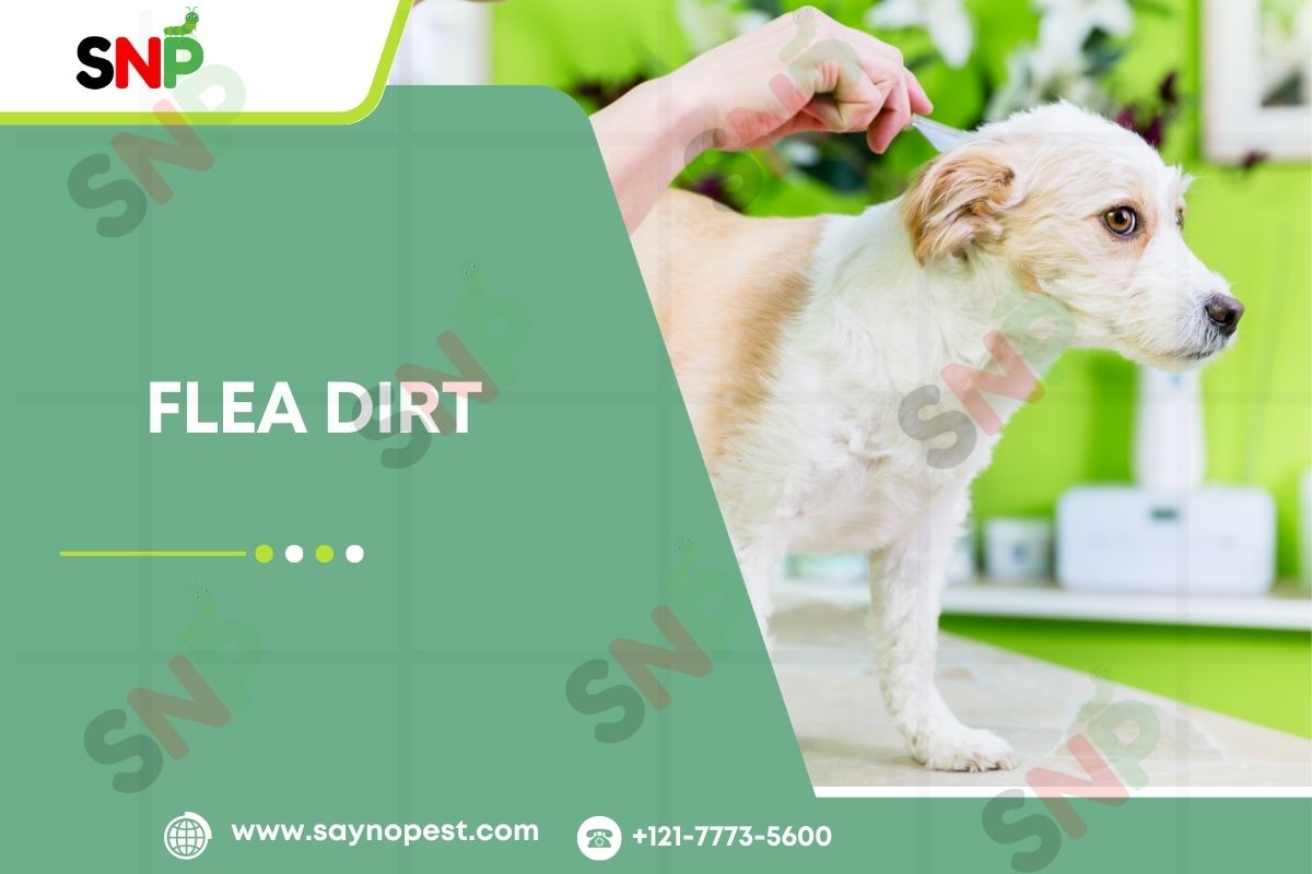 Flea Dirt: The Less Common Flea Sign