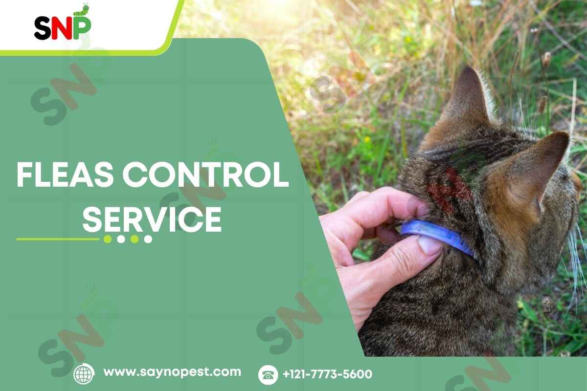Fleas-Control-Service