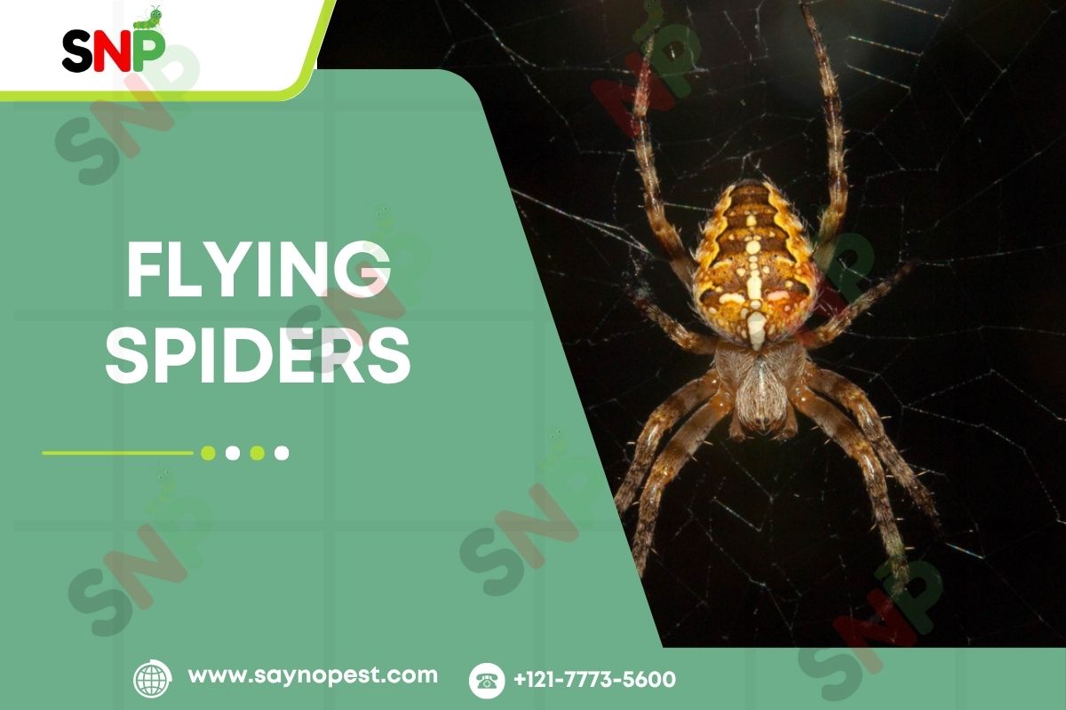 Flying Spiders: Fact vs. Fiction for American Homeowners