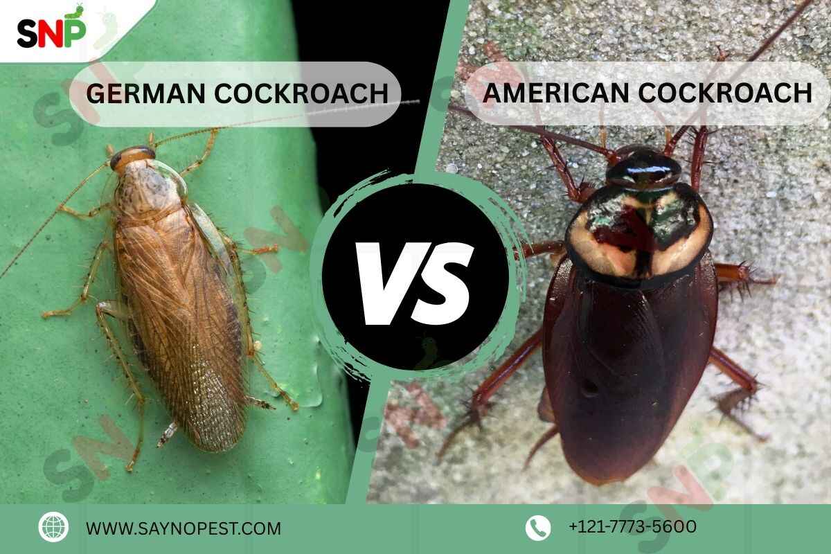 German vs American Cockroach: Difference, Problems, & Solutions
