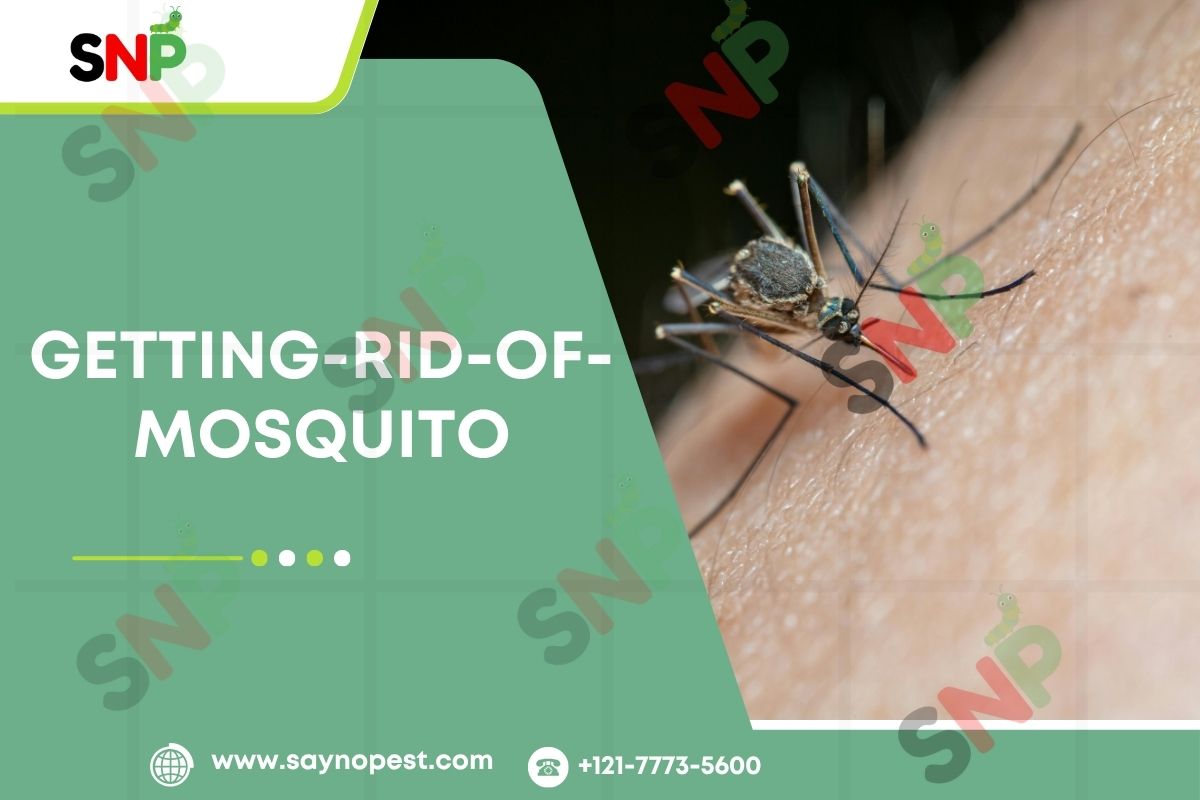 Getting rid of mosquito: The Ultimate Americans’ Guidebook