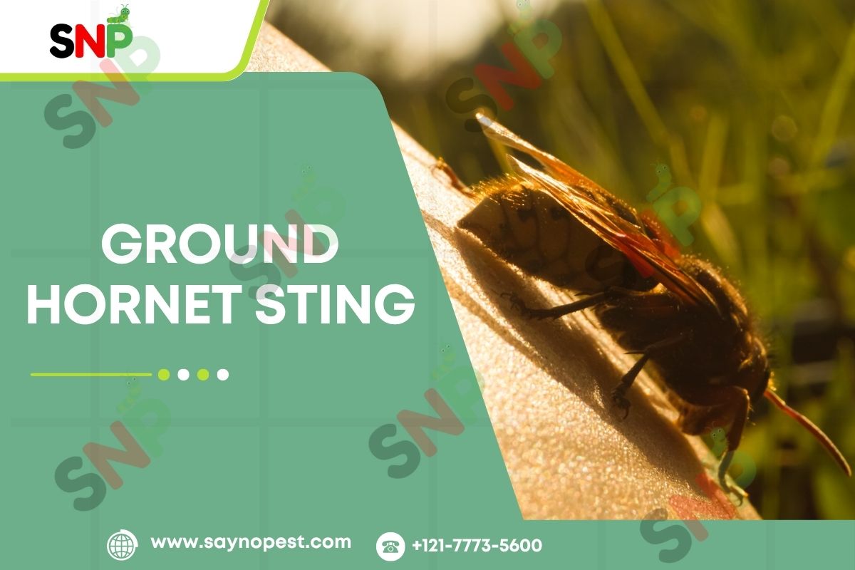 Ground-Hornet-Sting