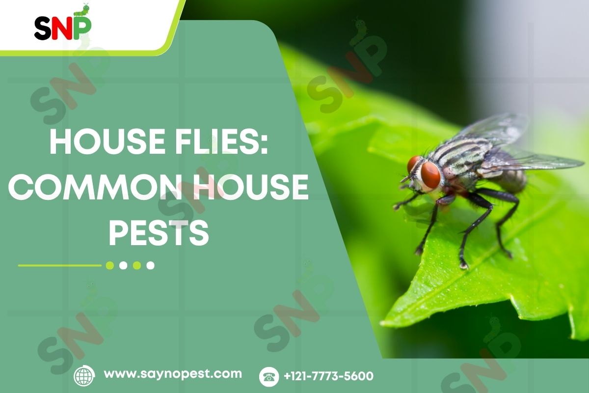 House Flies: Understand and Control These Common House Pests