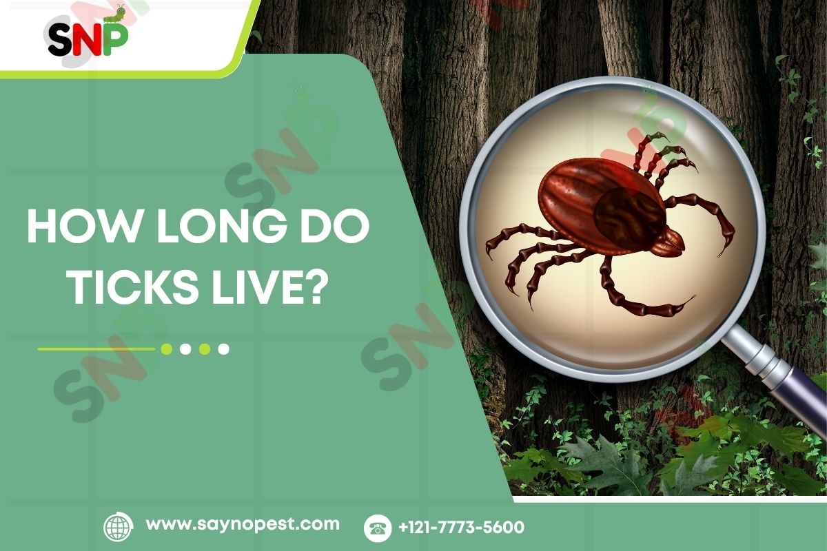 How Long Do Ticks Live: Ticks Uncovered!