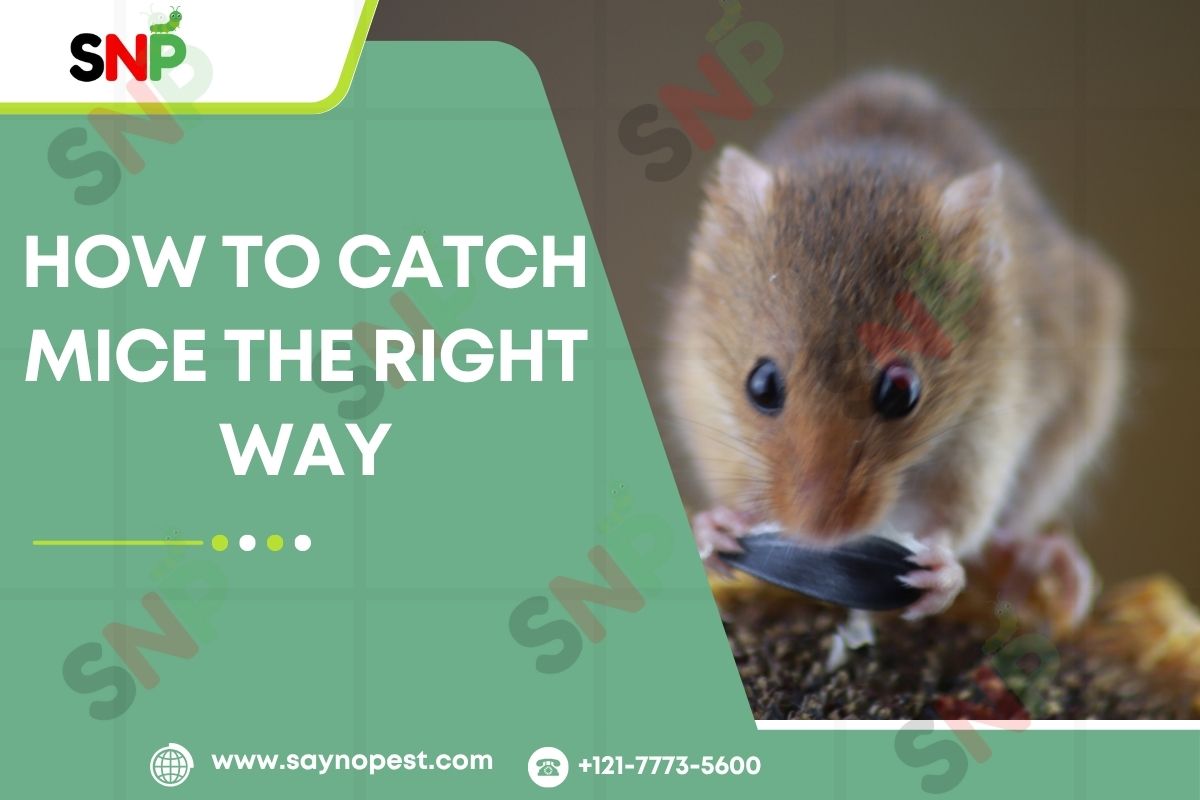 Struggling with Mice? Learn How to Catch Mice the Right Way!