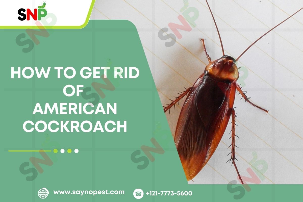 How to Get Rid of American Cockroach