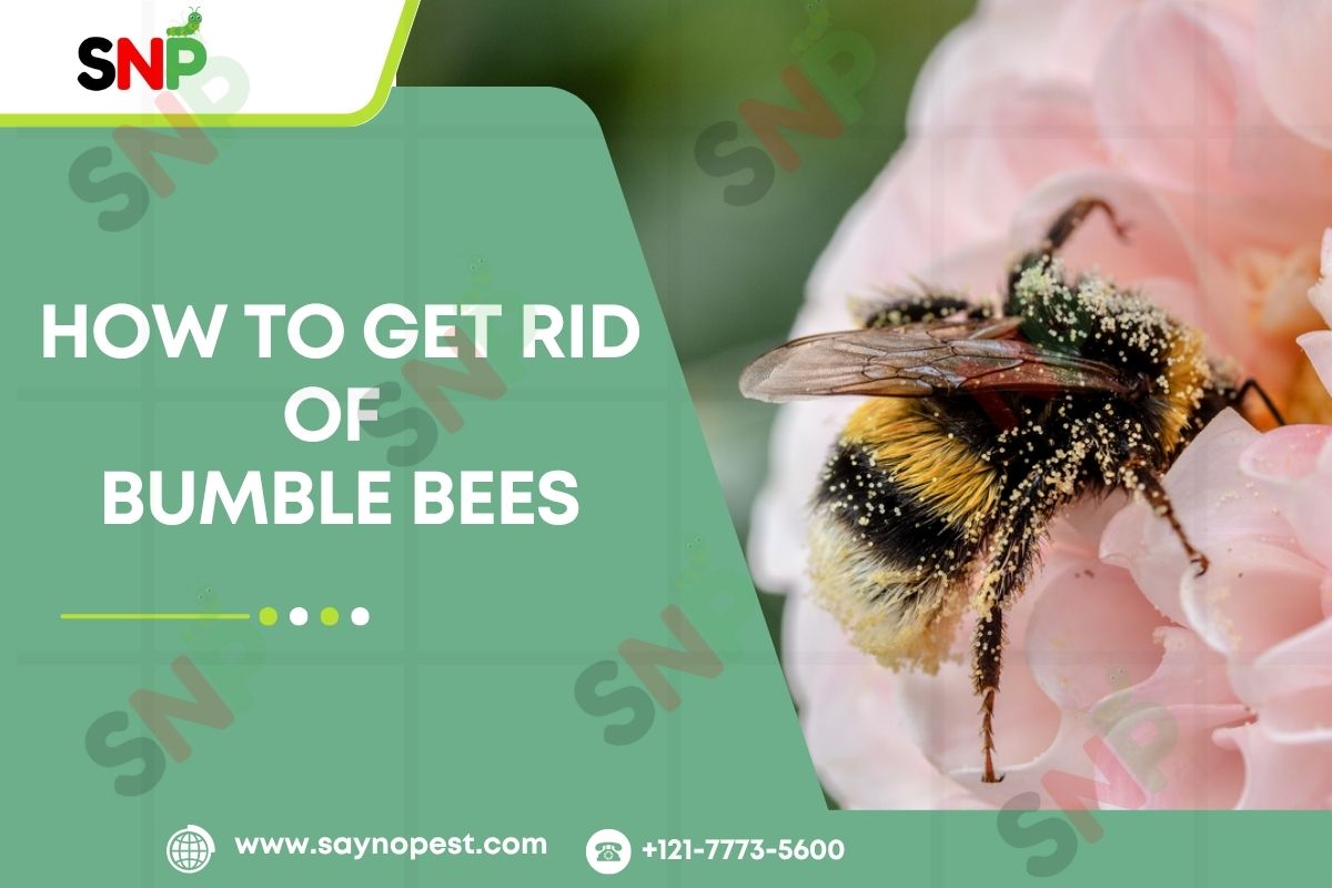 How-to-Get-rid-of-Bumble-Bees