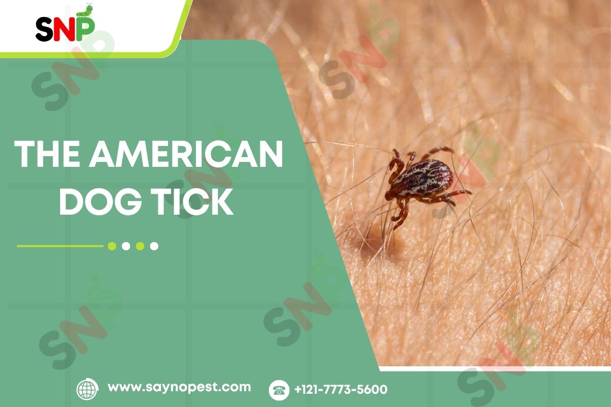 Is American Dog Tick Dangerous?