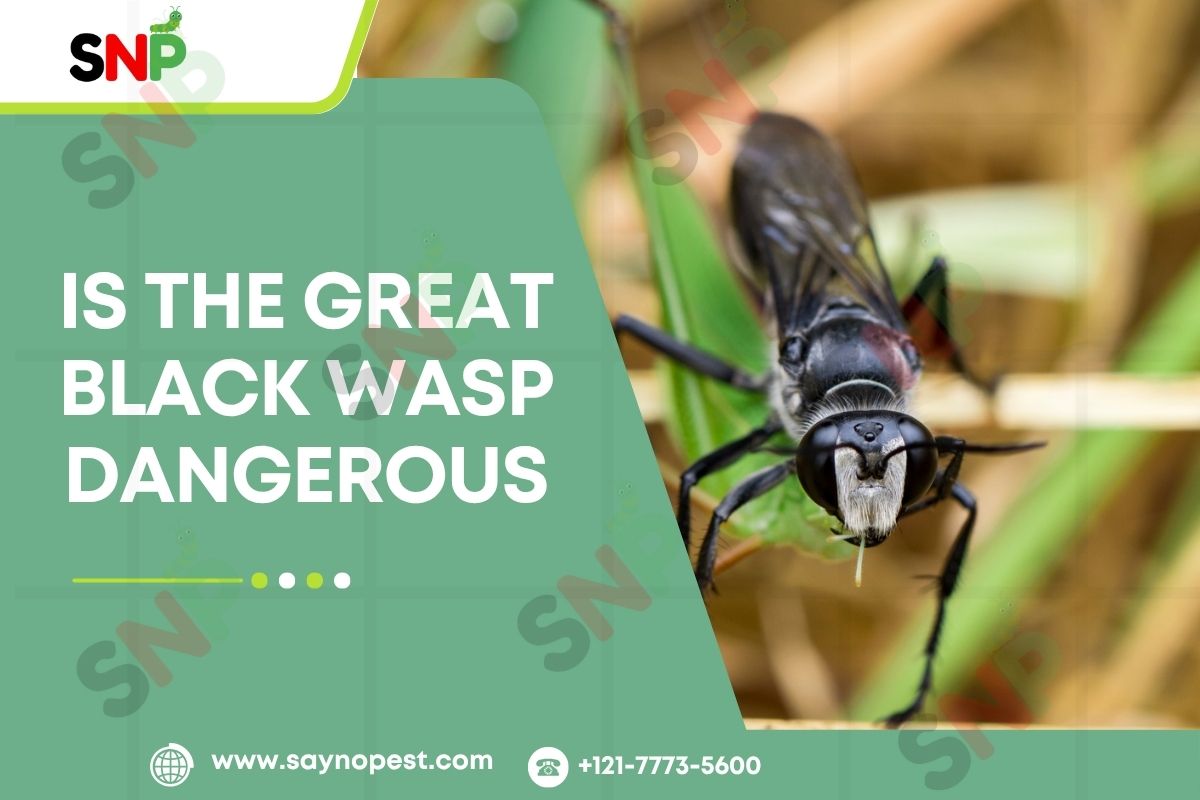 Is the Great Black Wasp Dangerous? Everything You Need to Know