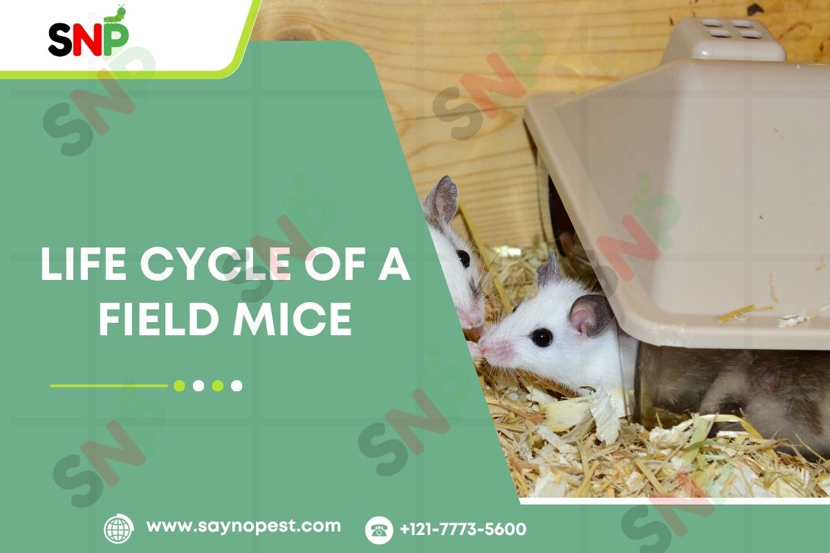 Introduction to the Life Cycle of a Field Mice