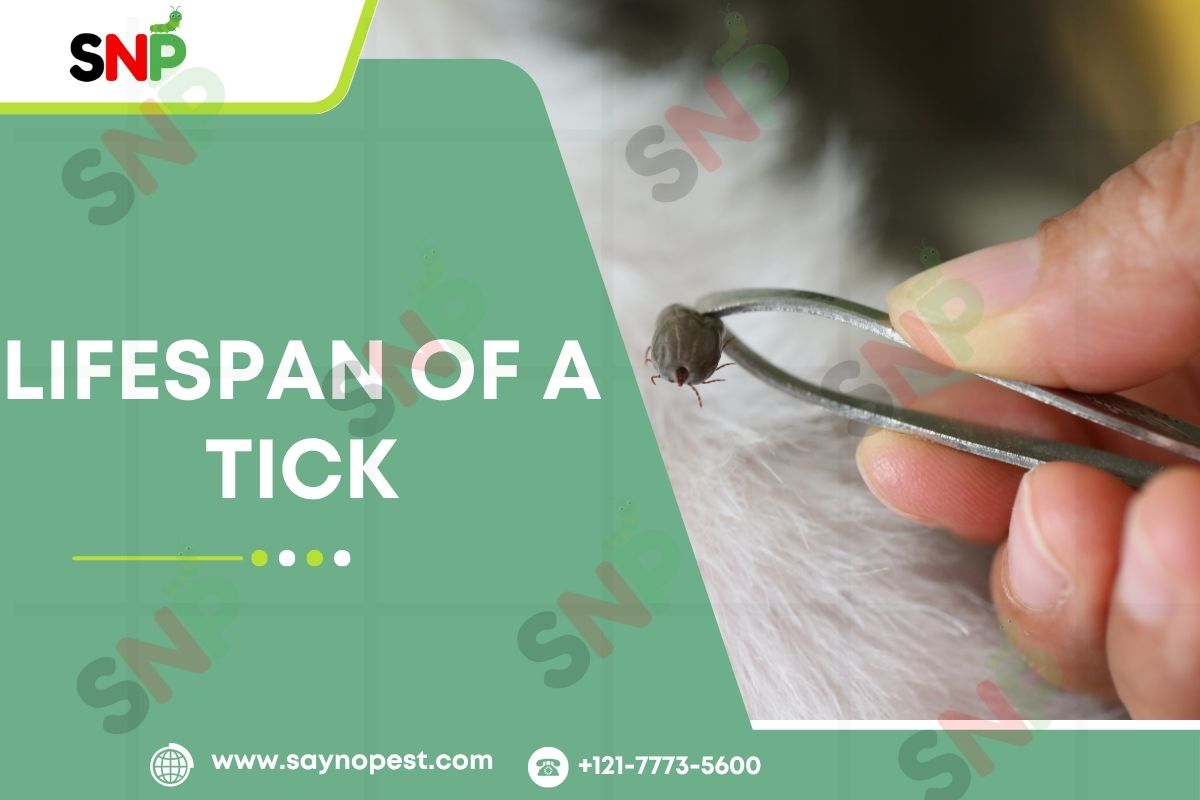 Everything You Need to Know concerning the Lifespan of a Tick