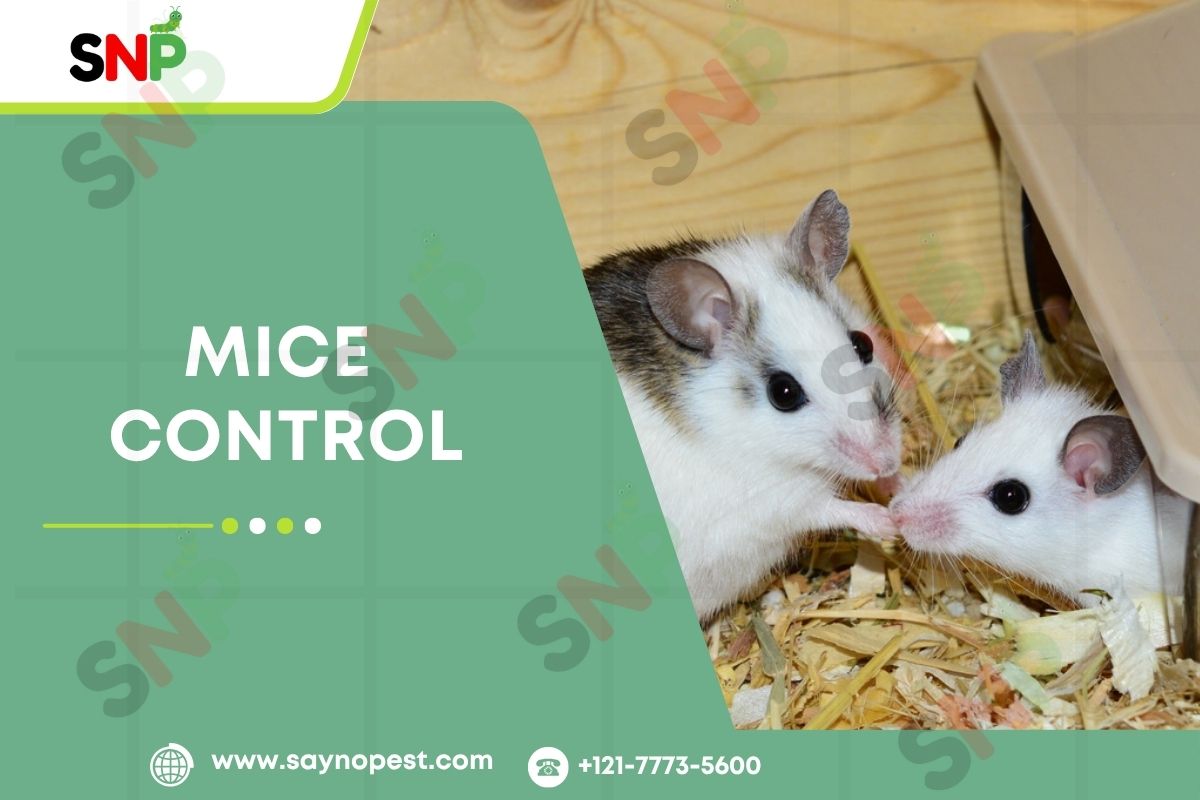 Mice Control: An American Homeowner’s Guide