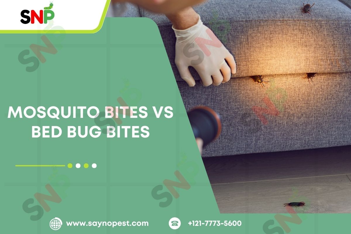 Mosquito Bites vs Bed Bug Bites: How to Distinguish