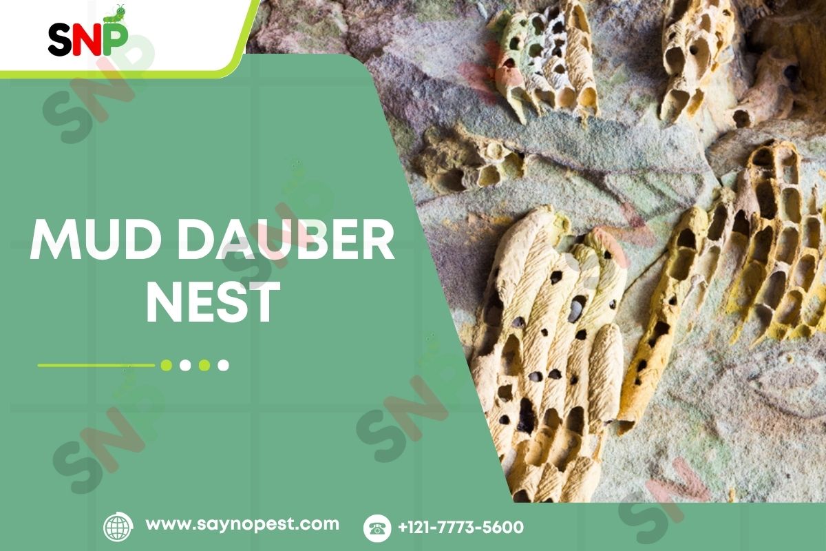 Mud Dauber Nest: Guide to Identification, Removal