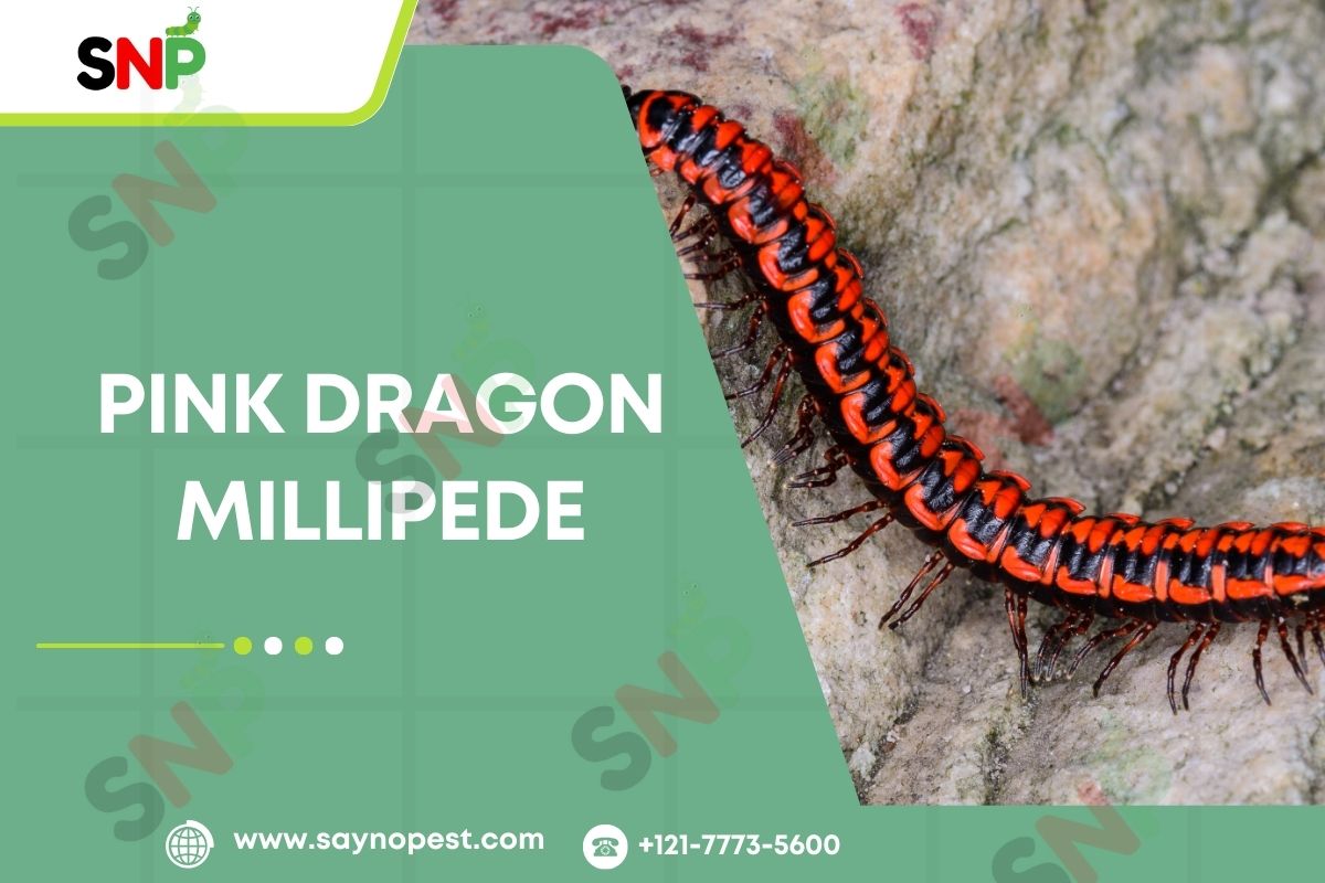 Pink-Dragon-Millipede