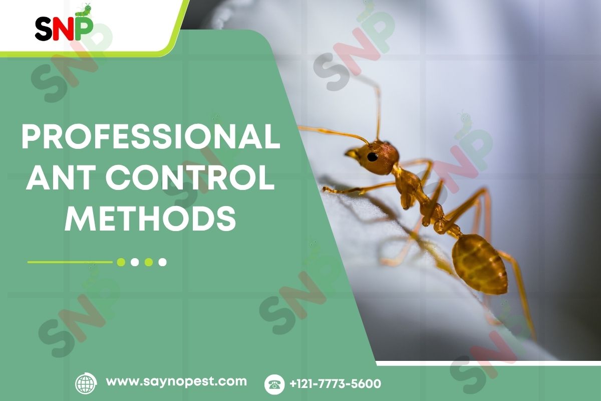 Approach to Professional Ant Control Methods