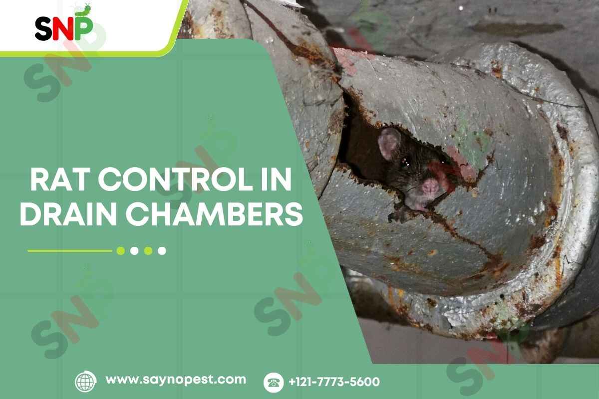 Rat Control in Drain Chambers: Best Practices