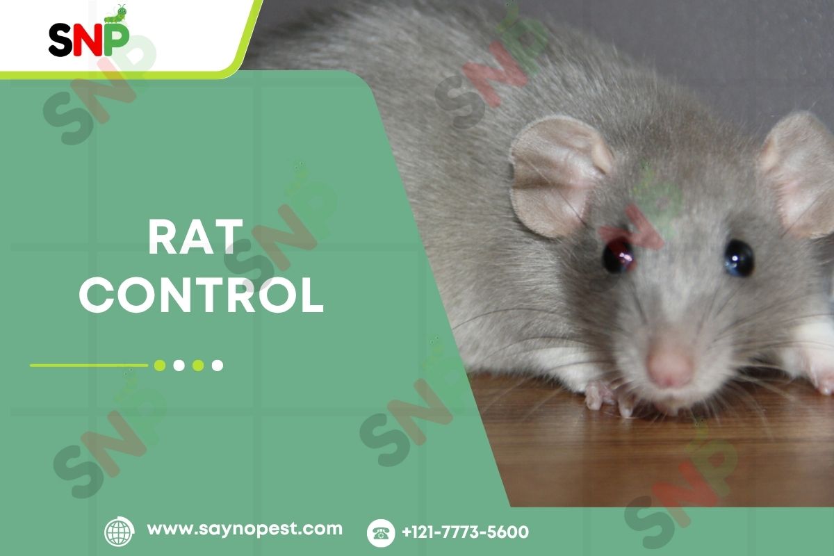 Rat-control
