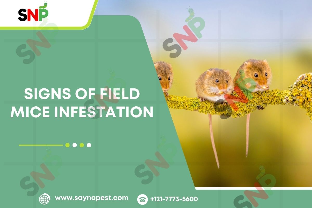 Introduction to Signs of Field Mice Infestation