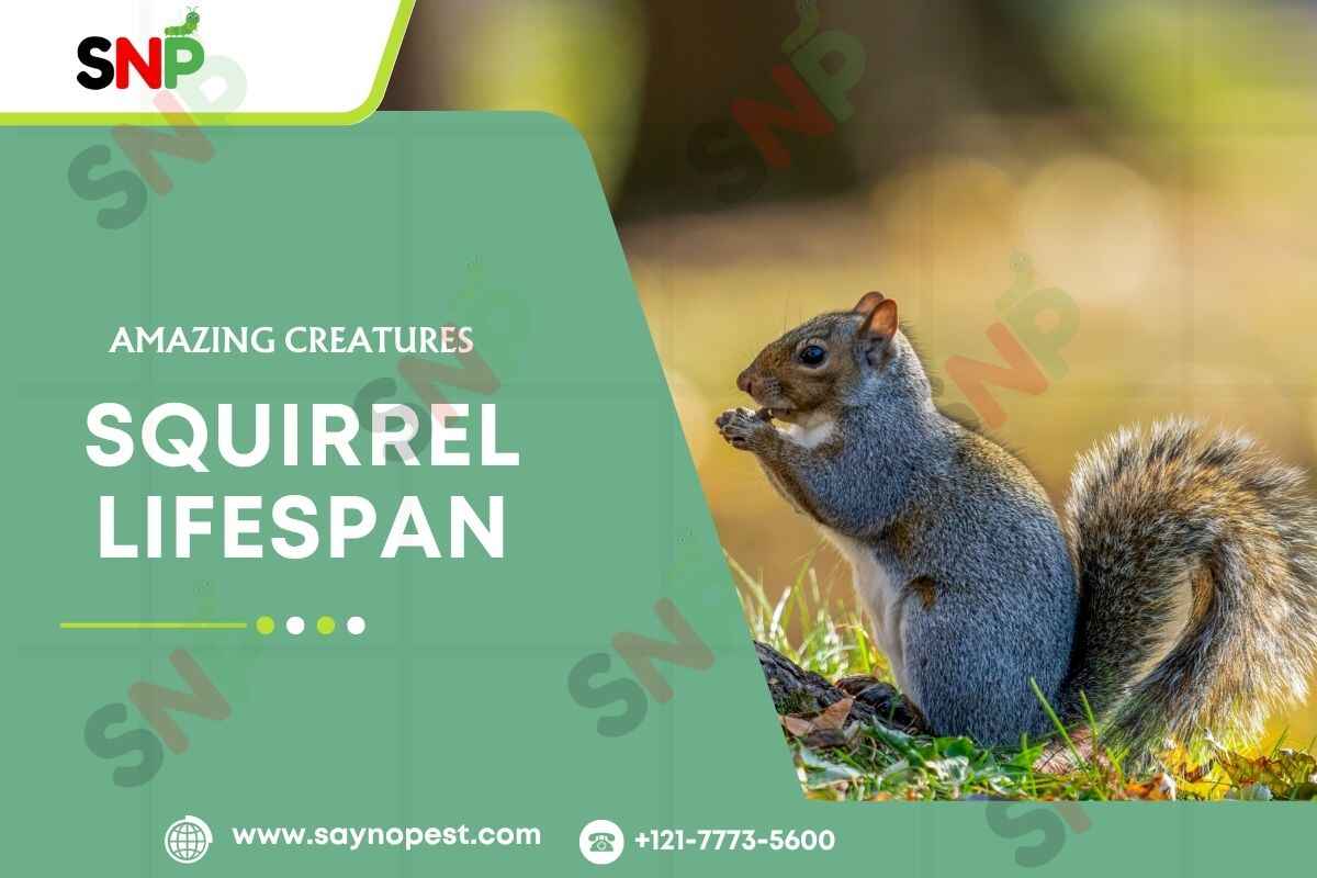 Squirrel Lifespan: How Long These Amazing Creatures Live