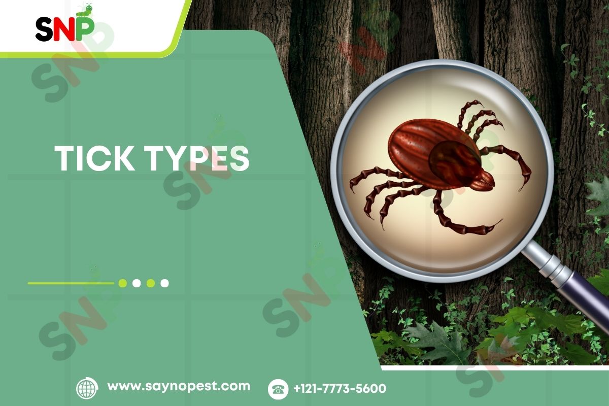 Tick Types and the Signs of Tick: Every American Should Know