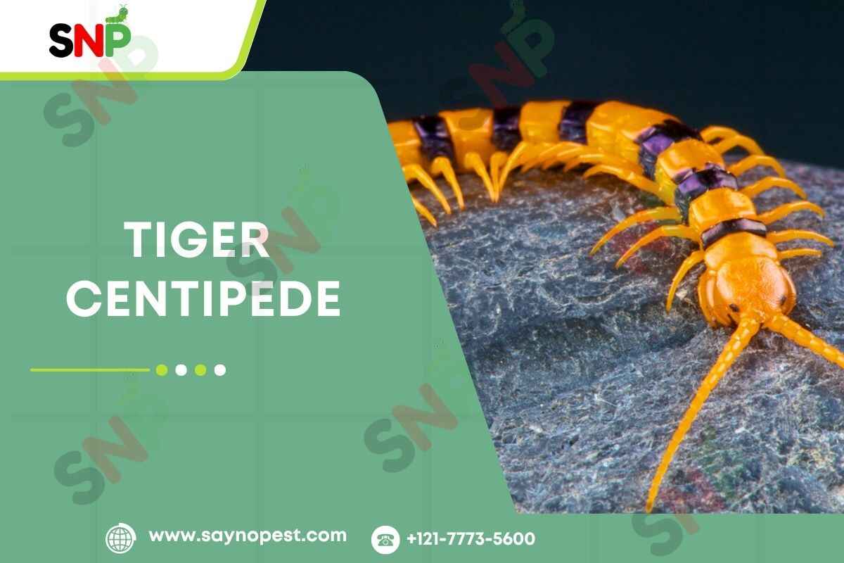Tiger-Centipede
