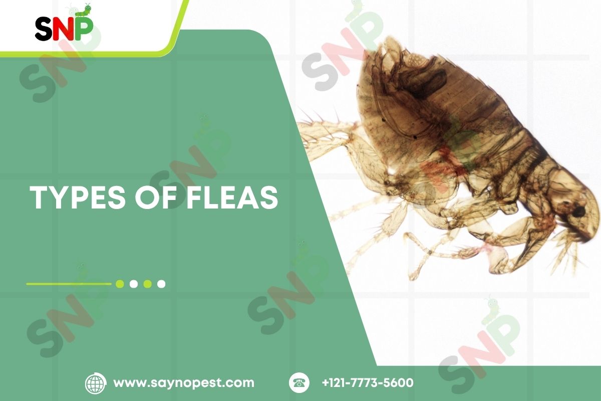 Types-of-fleas