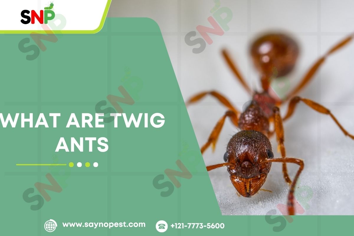 What Are Twig Ants: Guide to These Unconventional Pest Insects