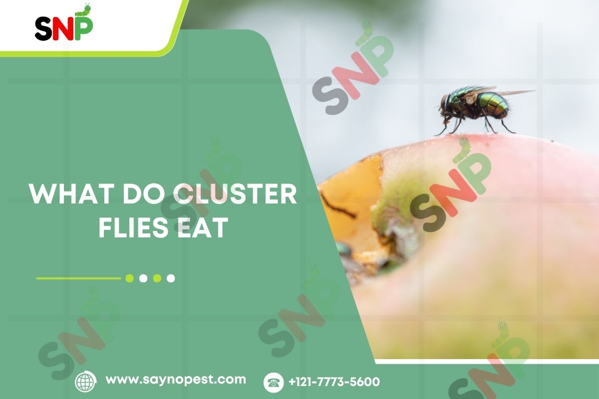 What Do Cluster Flies Eat? Complete Guide for American Homeowners
