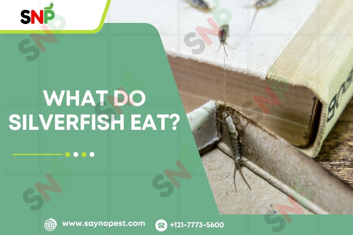 What-Do-Silverfish-Eat