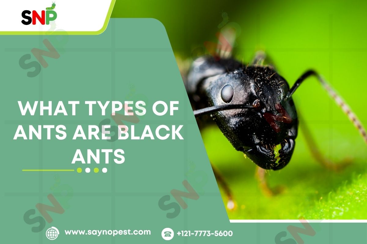 Introduction to What Types of Ants Are Black Ants